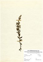 藏品(巒大當藥)的圖片